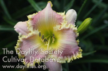Daylily Aunt Ruthie
